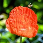 Mohn