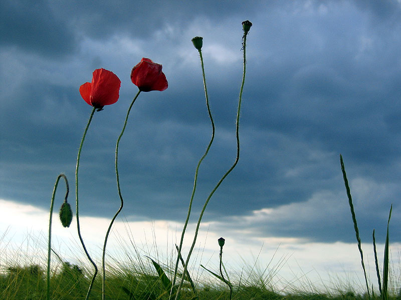 Mohn