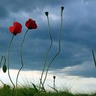 Mohn