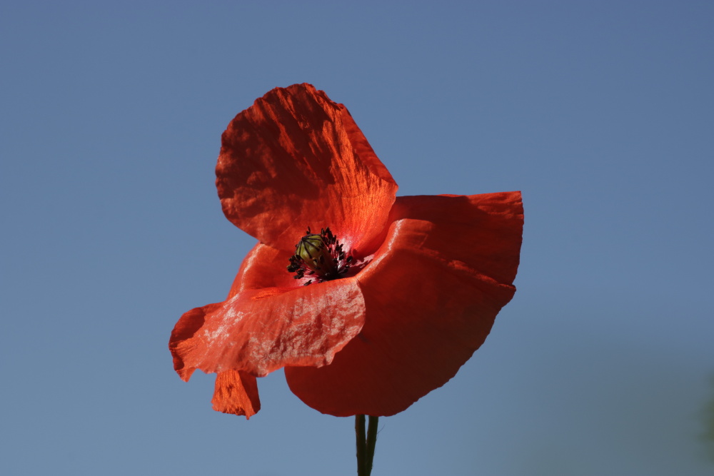 Mohn