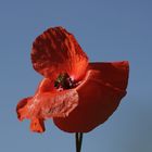 Mohn