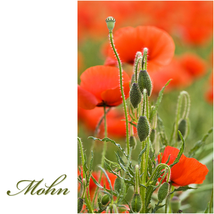 Mohn