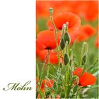 Mohn