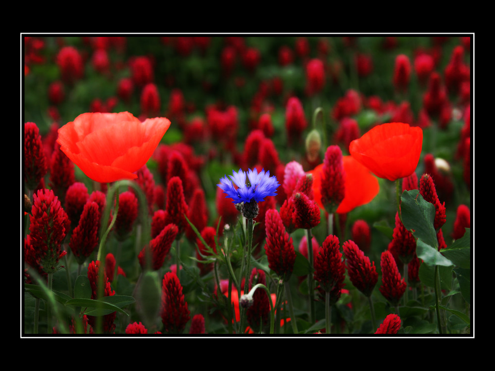 Mohn