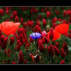 Mohn