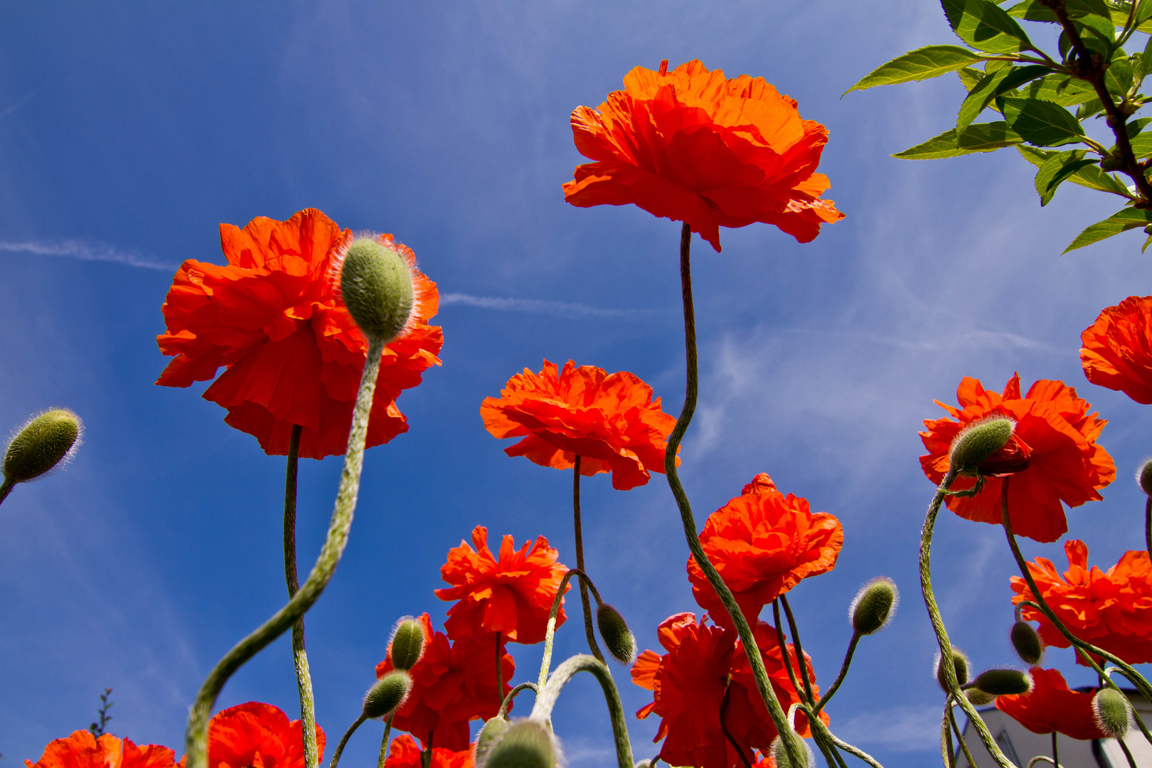 Mohn