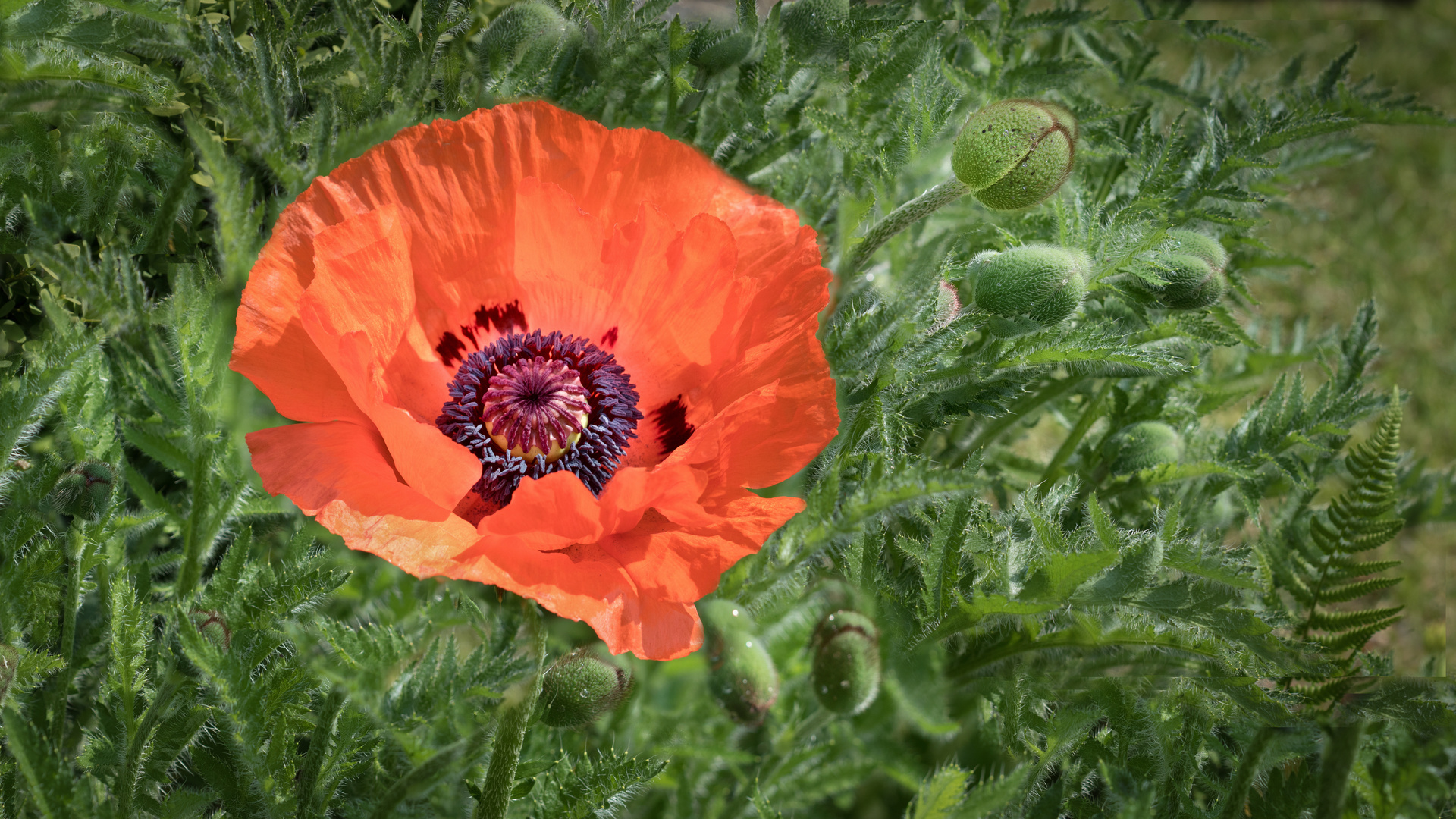 mohn