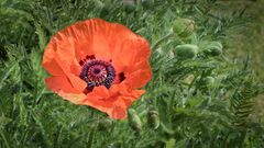 mohn