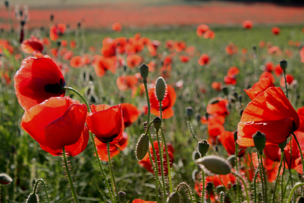 MOHN