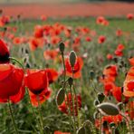 MOHN