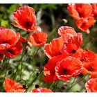 Mohn