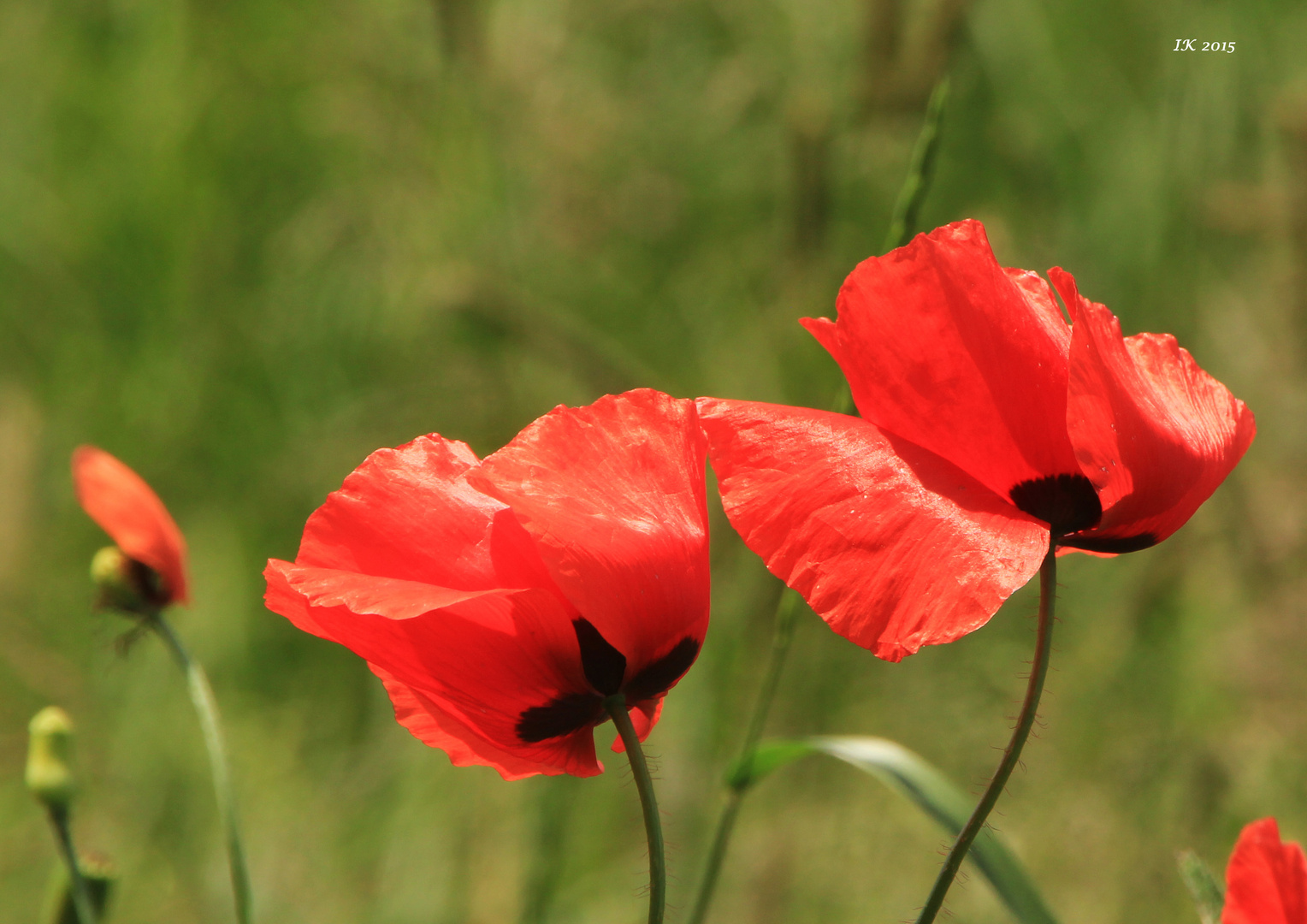 Mohn