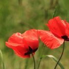 Mohn