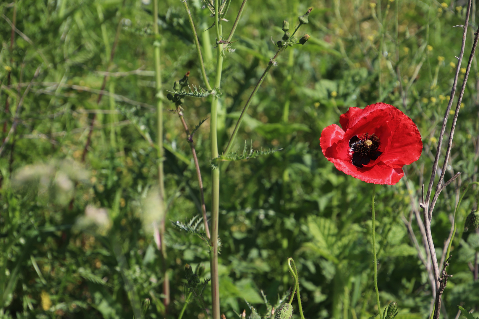 Mohn