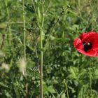 Mohn