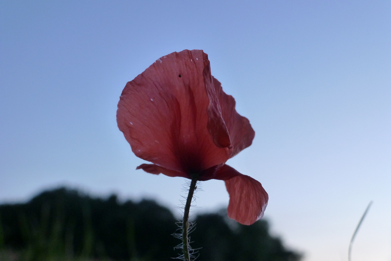 Mohn