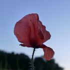 Mohn