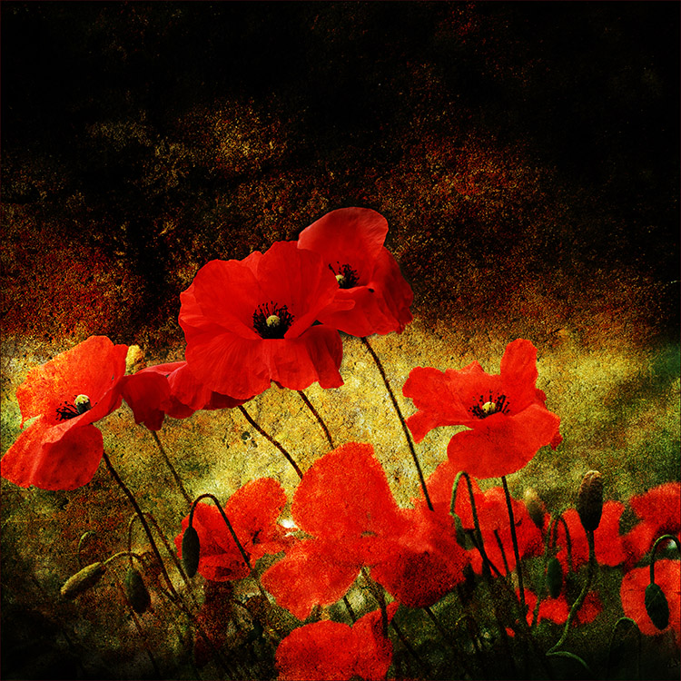 []...mohn...[]