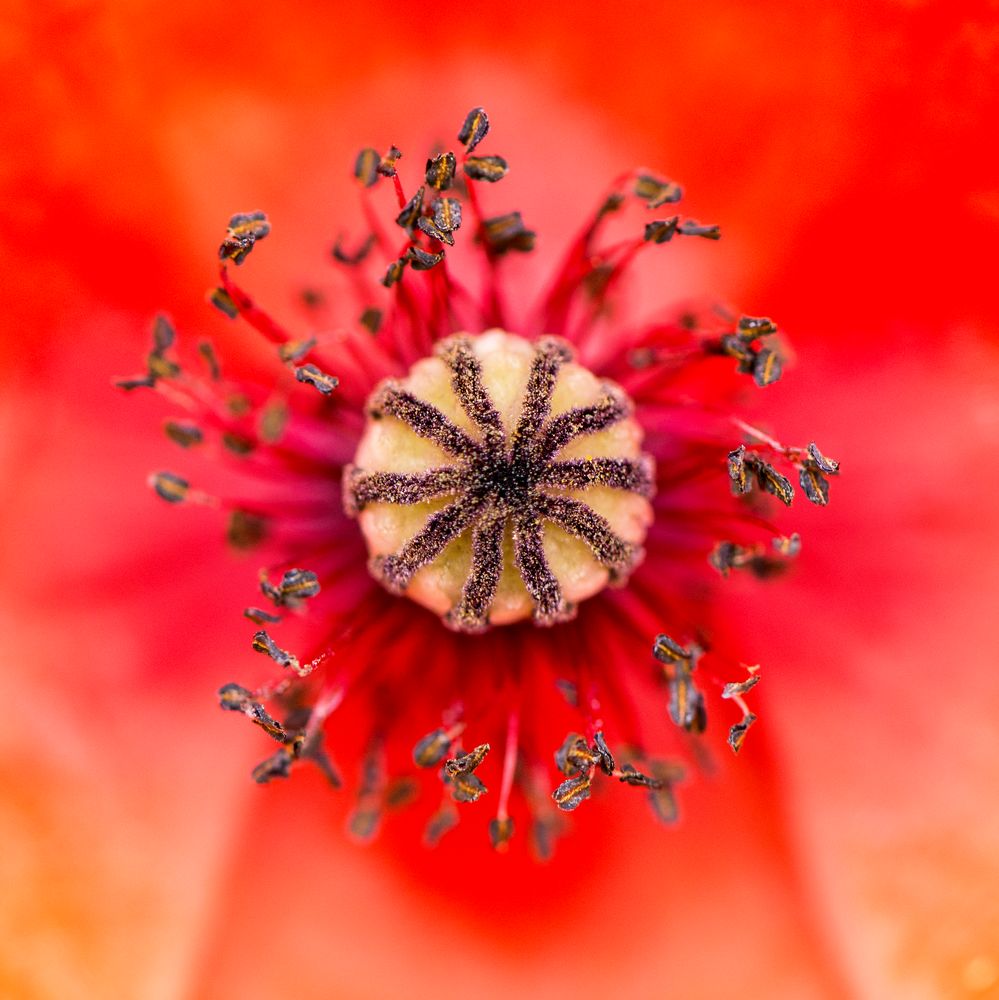 Mohn