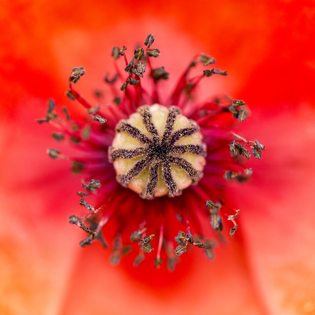 Mohn