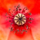 Mohn