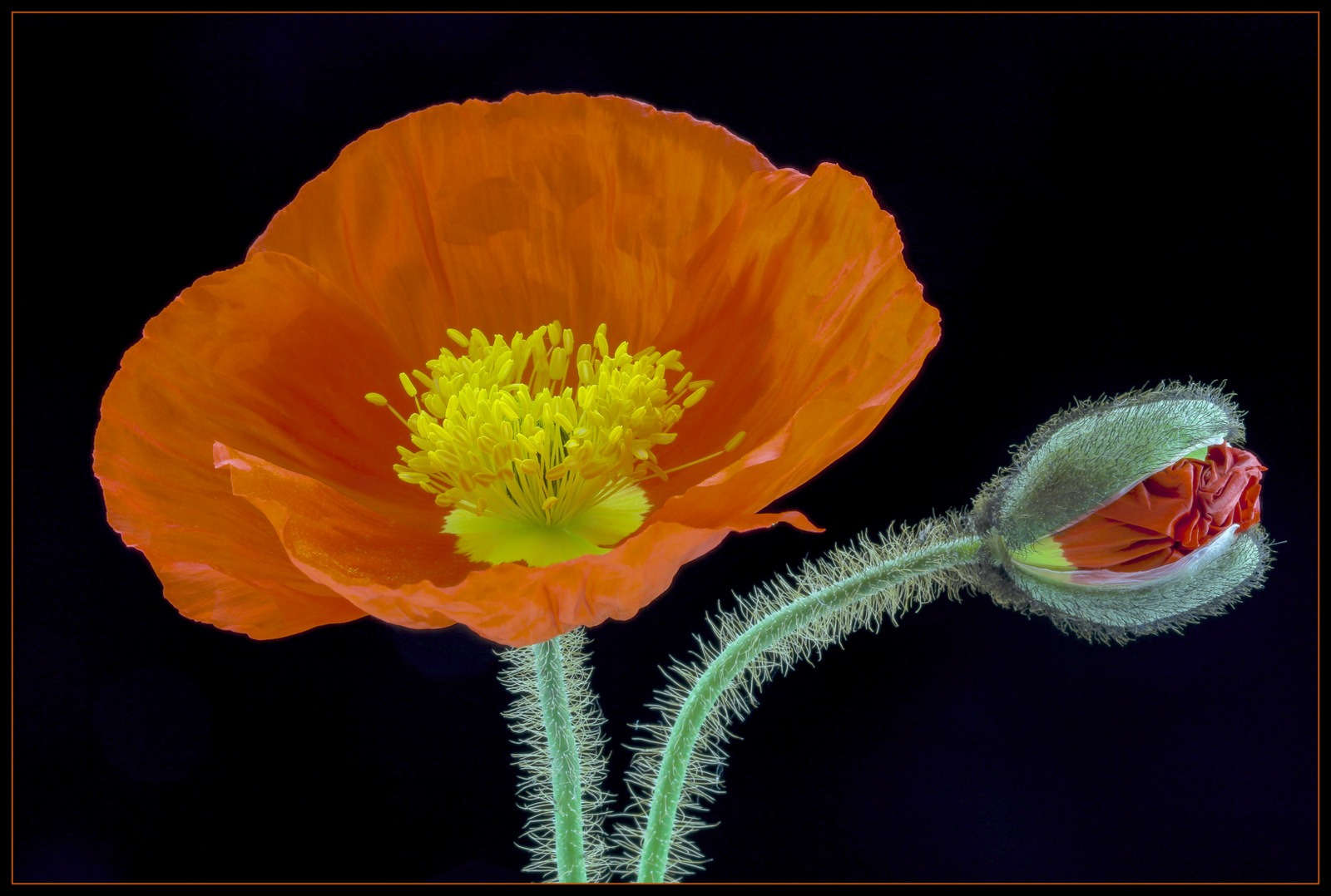 Mohn