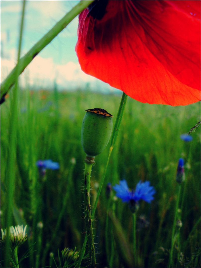 Mohn.