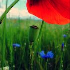 Mohn.