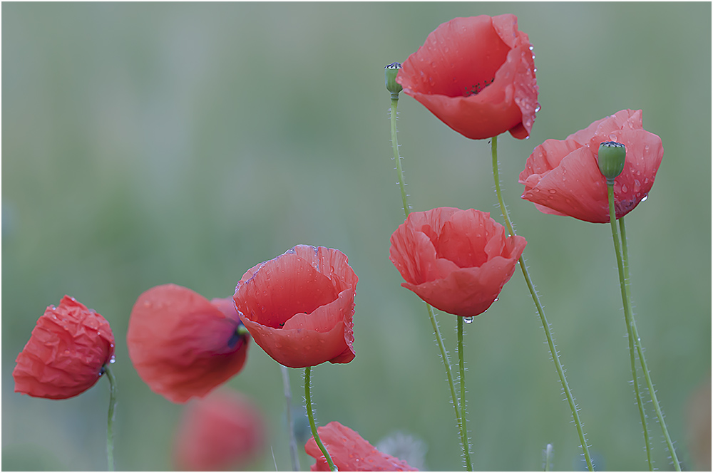 Mohn