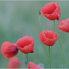 Mohn