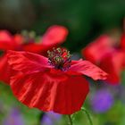 Mohn