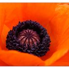 Mohn