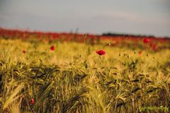 Mohn ...