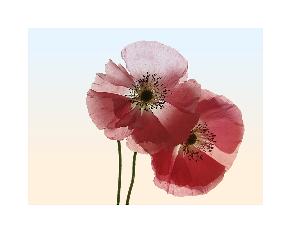 MOHN