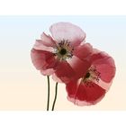 MOHN