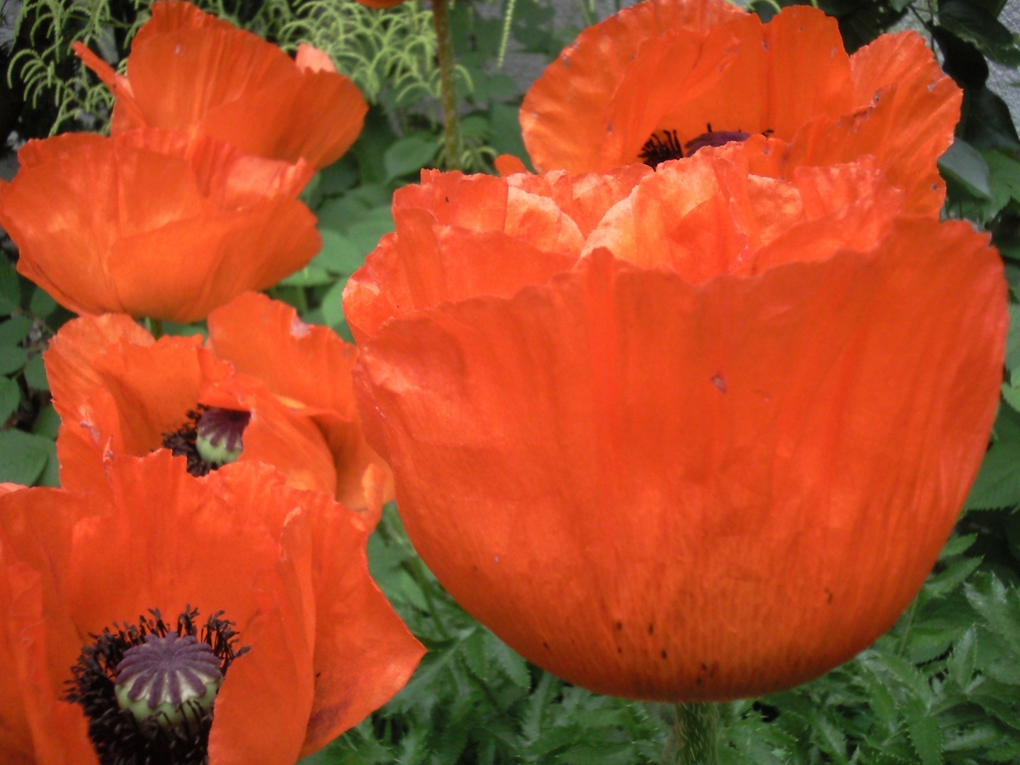 Mohn