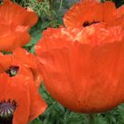 Mohn