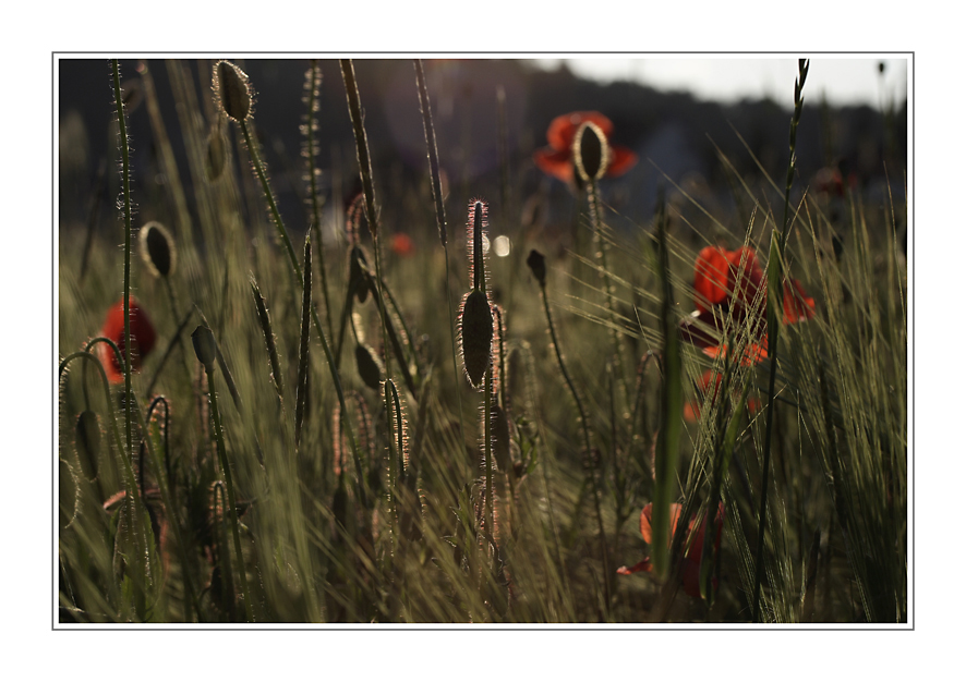 -Mohn-