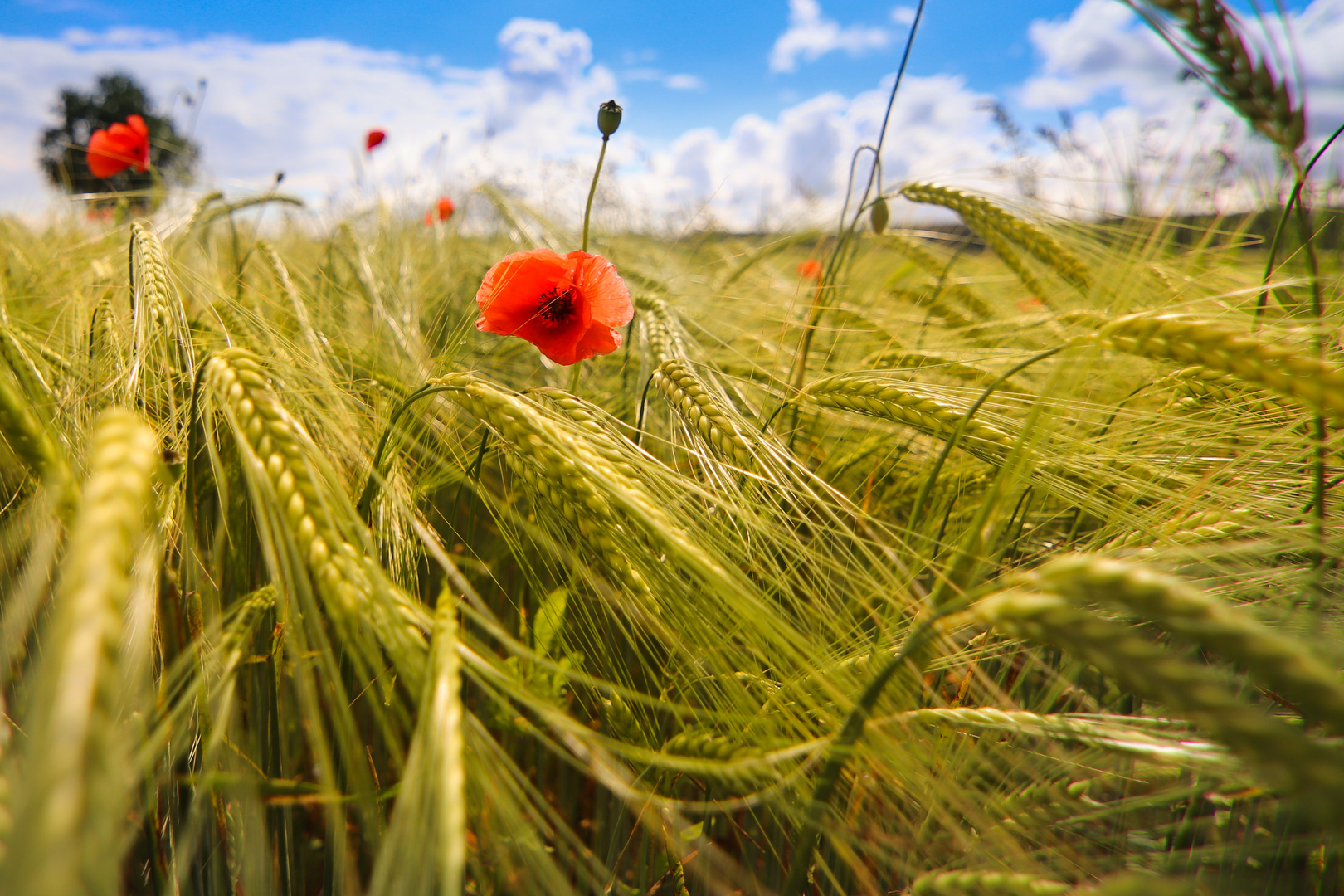 Mohn