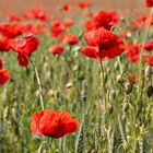 Mohn