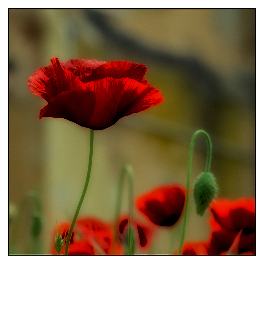 Mohn