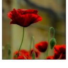 Mohn