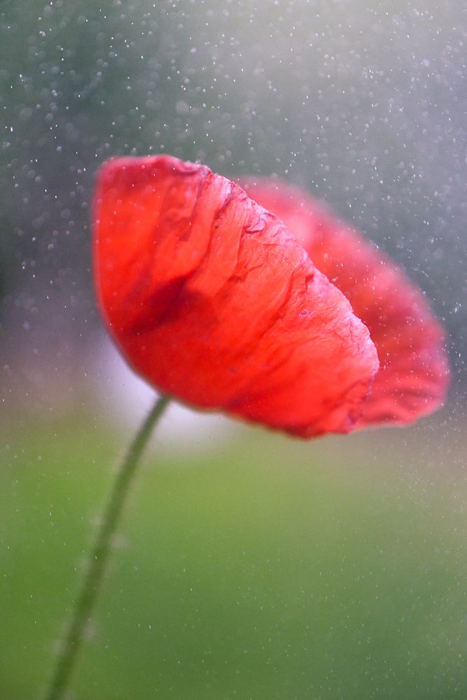 Mohn