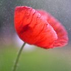 Mohn