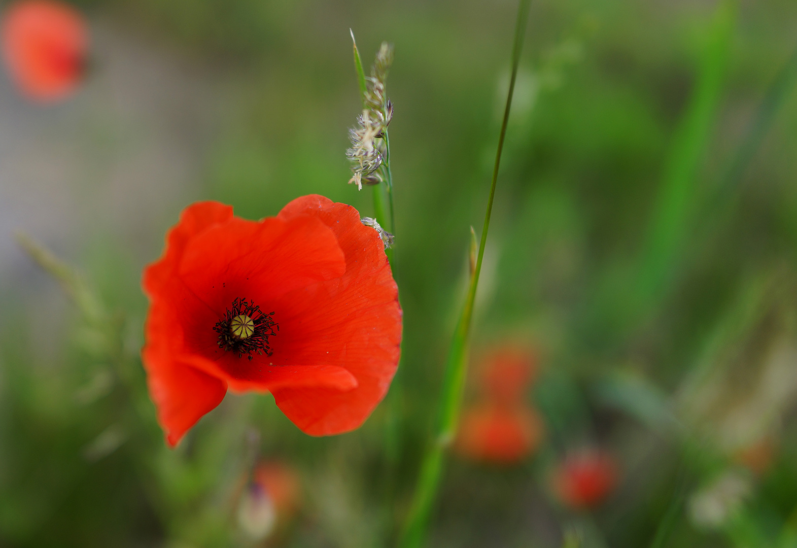 Mohn