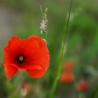 Mohn