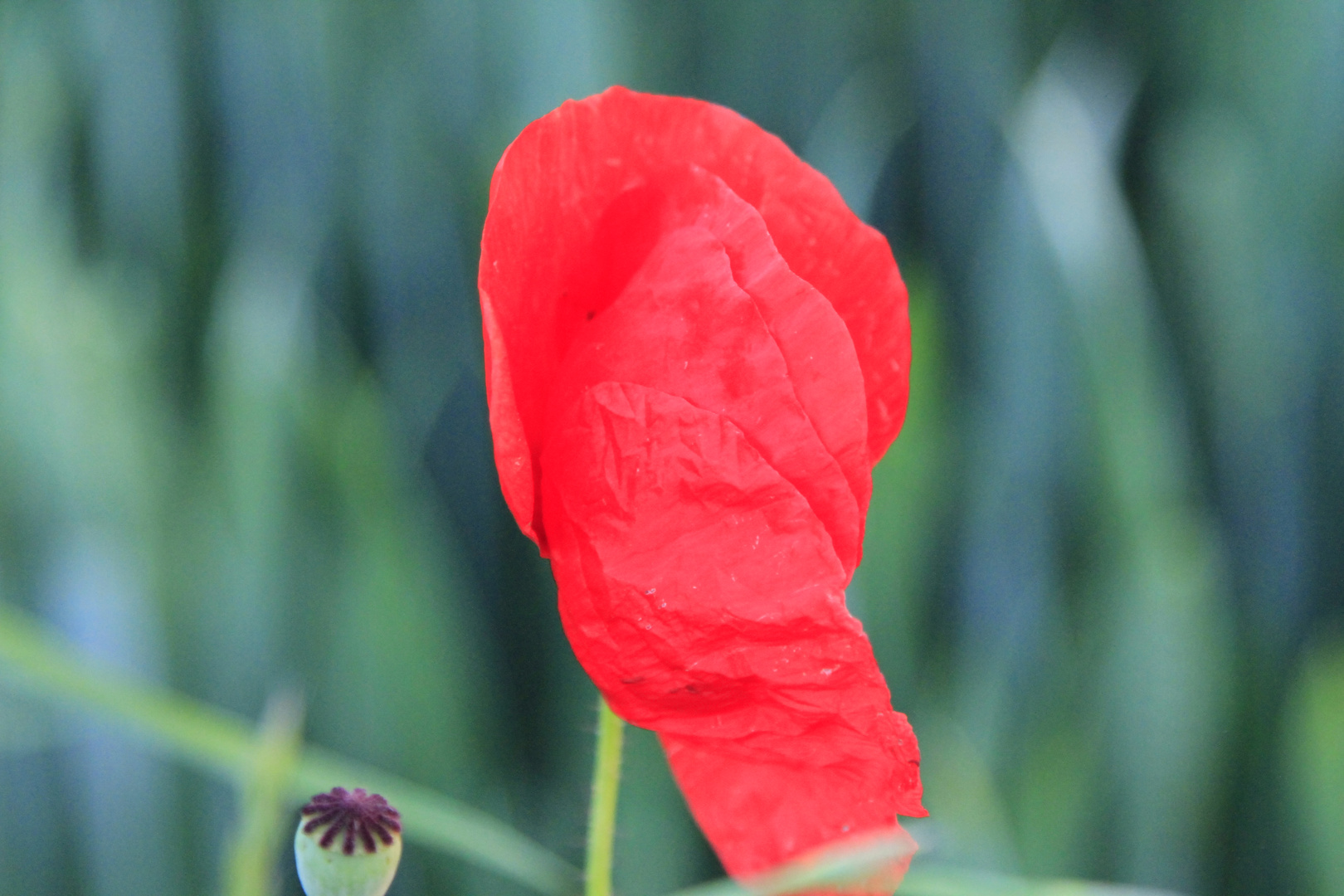 Mohn