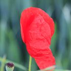 Mohn