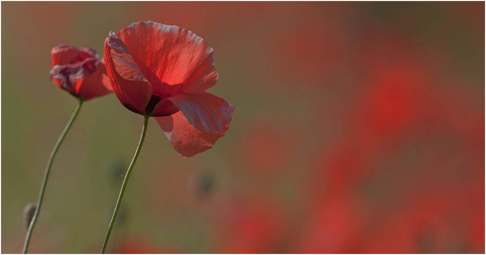 Mohn