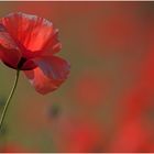 Mohn